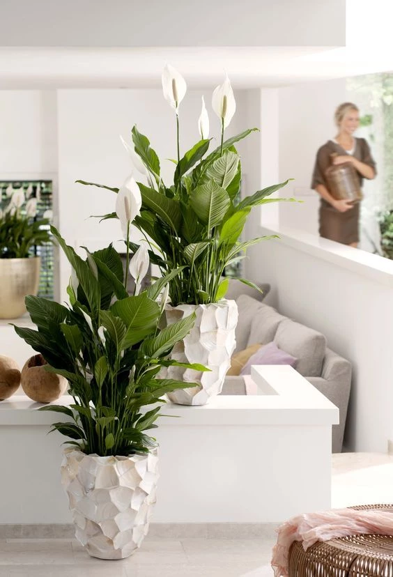 Spathiphyllum wallisii: la planta de interior más elegante y fácil de  cuidar que podés tener en tu casa – Revista Para Ti