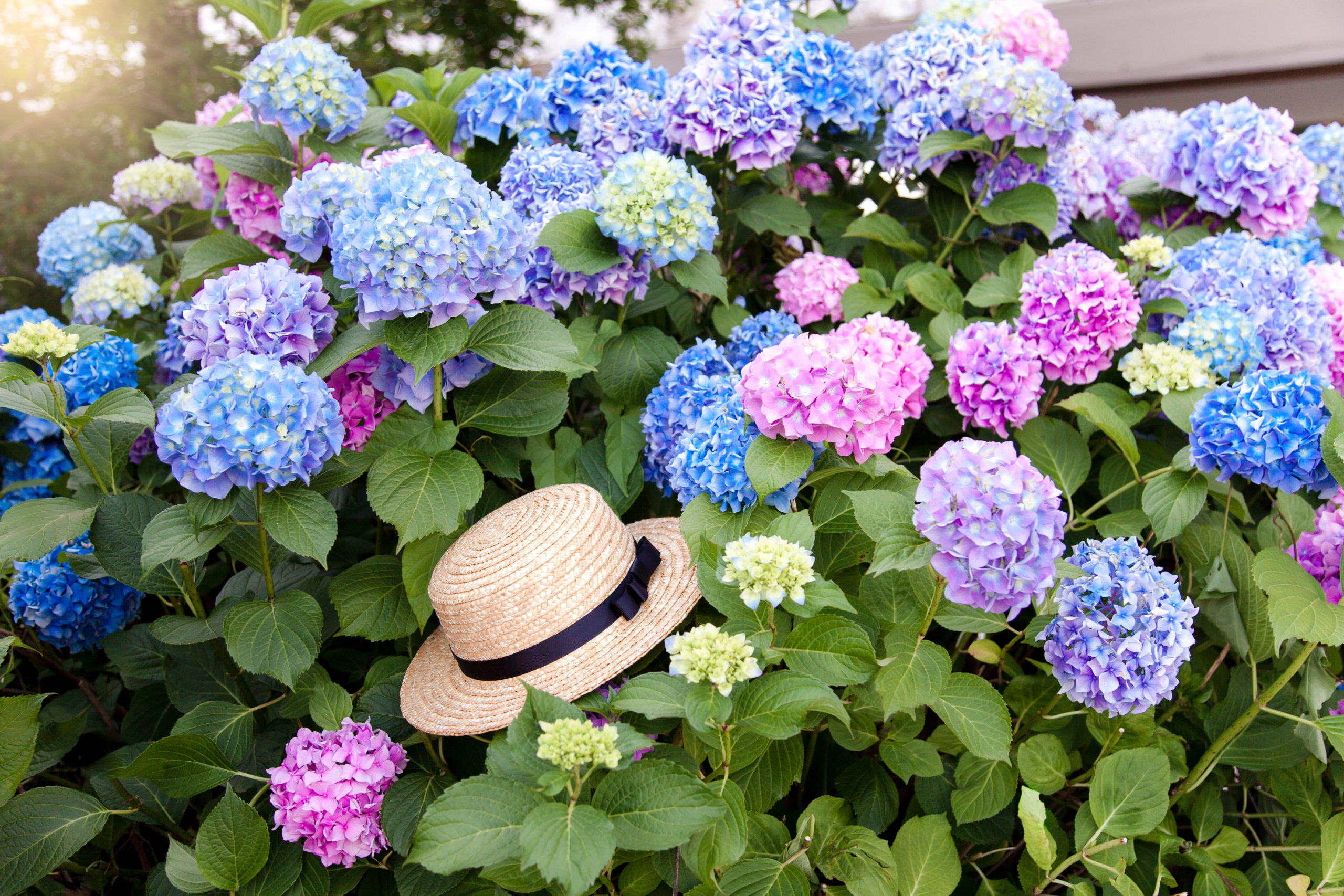 Temporada de hortensias: cómo cuidar y potenciar el color de la flor más  romántica – Revista Para Ti