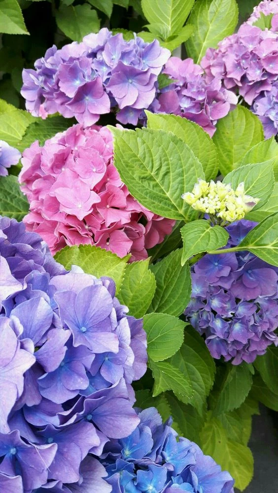 Temporada de hortensias: cómo cuidar y potenciar el color de la flor más  romántica – Revista Para Ti