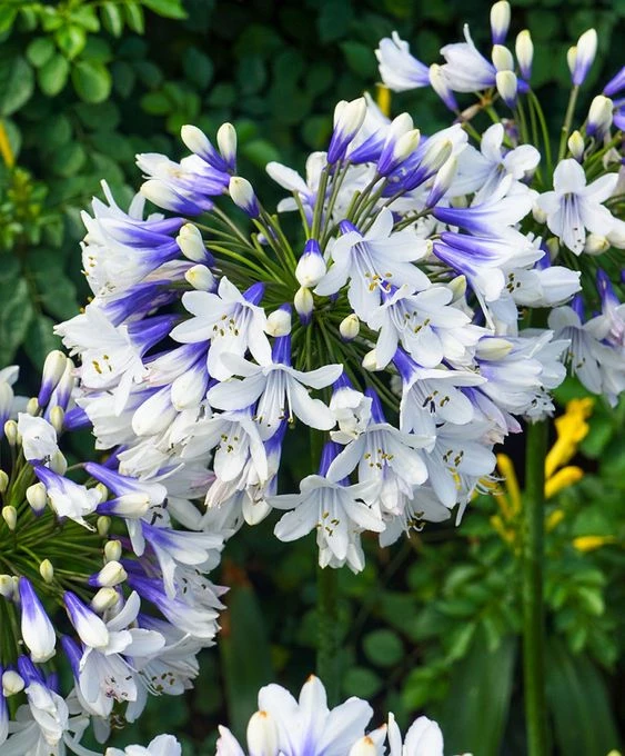 Agapanto: la planta ideal para darle color al jardín y decorar los bordes  de la pileta – Revista Para Ti