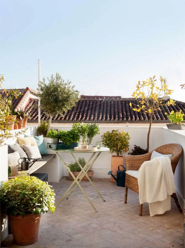 5 árboles que están de moda y podés cultivar en tu balcón o terraza –  Revista Para Ti