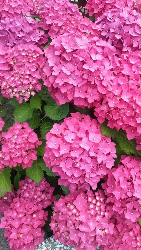 Temporada de hortensias: cómo cuidar y potenciar el color de la flor más  romántica – Revista Para Ti