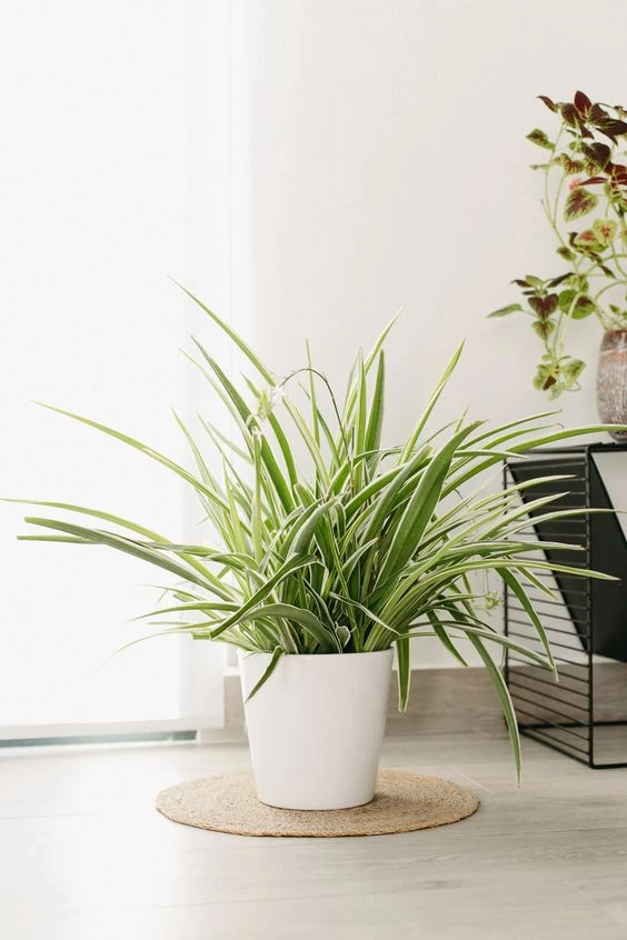 Descubre estas plantas perfectas para refrescar la casa - Jardinatis