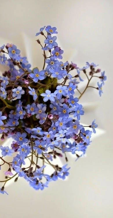 Nomeolvides: curiosidades y cuidados de la flor más delicada y resistente –  Revista Para Ti