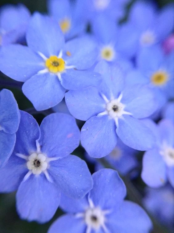 Nomeolvides: curiosidades y cuidados de la flor más delicada y resistente –  Revista Para Ti