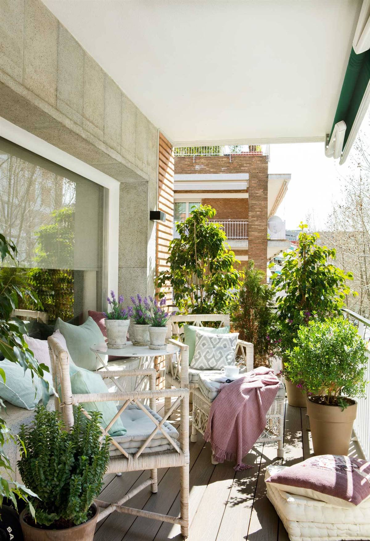 5 árboles que están de moda y podés cultivar en tu balcón o terraza –  Revista Para Ti