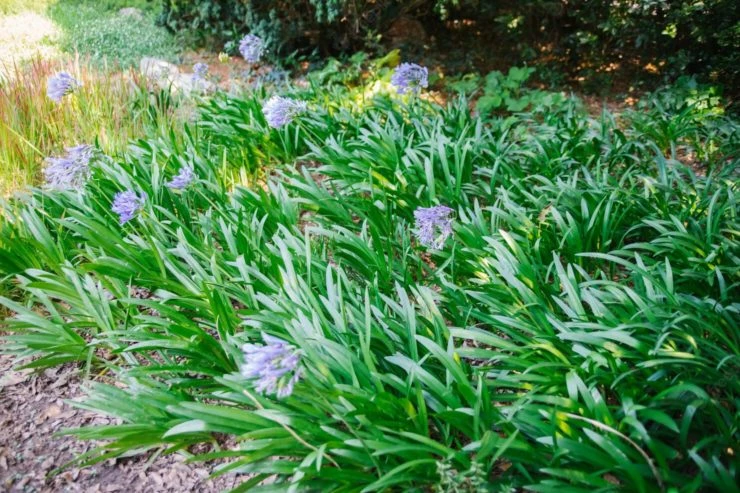 Agapanto: la planta ideal para darle color al jardín y decorar los bordes  de la pileta – Revista Para Ti