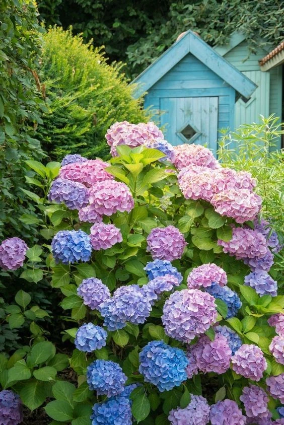 Temporada de hortensias: cómo cuidar y potenciar el color de la flor más  romántica – Revista Para Ti
