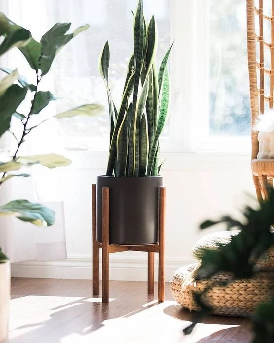 Mi sansevieria se está muriendo: qué estoy haciendo mal y cómo puedo  revivir esta planta de interior