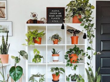 Las mejores plantas colgantes para decorar bibliotecas y estanterías