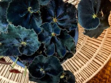 Begonia 'Black Mamba': la planta con hojas oscuras que decora cualquier rincón del hogar