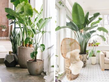 Plantas con hojas XXL: por qué son tendencia y cómo incorporarlas en casa