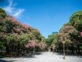 Palo borracho: curiosidades y cuidados del árbol nativo que florece en verano