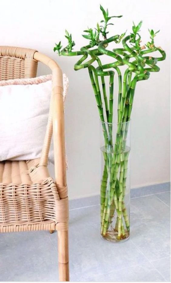 Bambu de moda para decorar el hogar.