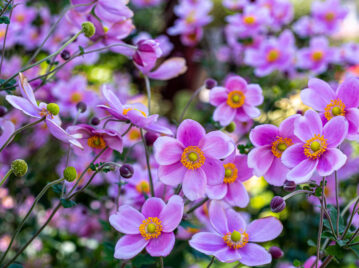 Anémona japónica: la flor más romántica que florece en otoño