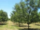 Plantación de nogales en Paranacito