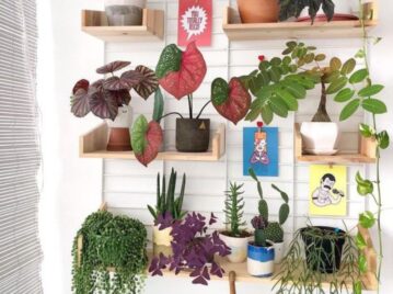 Las plantas de interior más 'raras' y decorativas para tener en tu casa