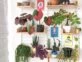 Las plantas de interior más 'raras' y decorativas para tener en tu casa