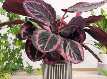 Calathea 'Surprise star' es la planta tendencia 2023.