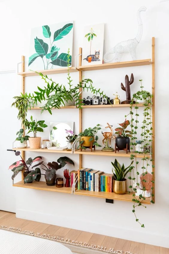 Las plantas de interior más raras y decorativas para tener en tu casa –  Revista Para Ti