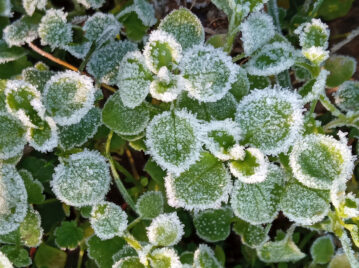 Manual de Jardinería: 4 reglas de oro para preparar tus plantas antes de que llegue el invierno