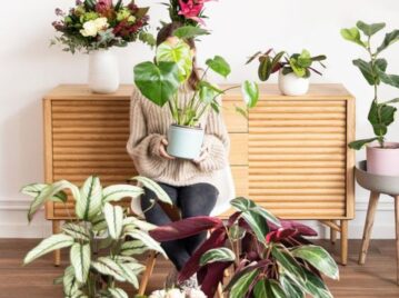 7 plantas de moda para decorar recibidores con poca luz natural