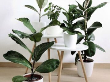 3 tipos de ficus de interior que están de moda