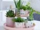 Las mejores ideas para decorar tu primera casa con plantas mini