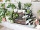 5 tips infalibles para cuidar tus plantas de interior en invierno