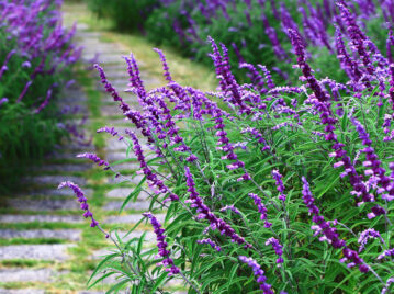 Manual de Jardinería: cómo reproducir una Salvia a partir de gajos