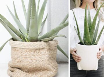 Feng Shui: dónde colocar una planta de Aloe Vera en tu casa para atraer el dinero