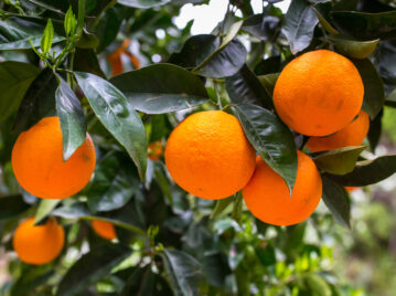 Manual de Jardinería: cómo hacer una trampa casera para controlar las moscas de los árboles frutales