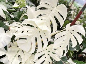 Monstera blanca: la variedad más original para decorar tu casa