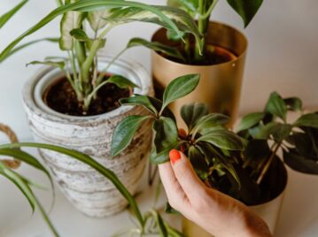 Feng Shui: la planta que no puede faltar en tu negocio para atraer la abundancia en 2024