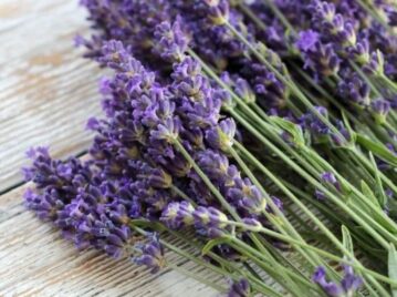 Cómo usar la lavanda para ahuyentar a los mosquitos