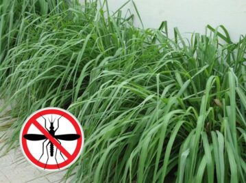 Invasión de mosquitos: cómo usar la citronela para ahuyentarlos fácilmente