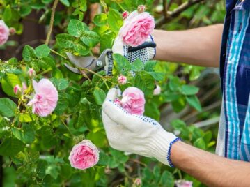 Manual de Jardinería: cómo podar las rosas para tener una floración más abundante