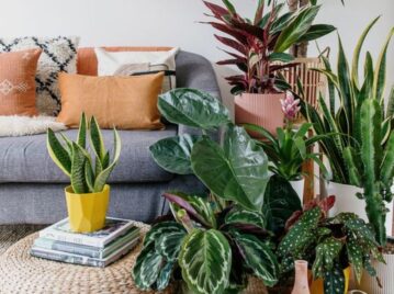 Feng Shui: 6 plantas "mufa" que no deberías tener en tu casa