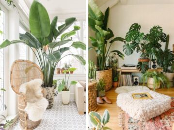 5 plantas de moda y con hojas XL para decorar tu living