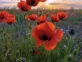 Amapolas, la flor más linda. Foto: Pinterest. 