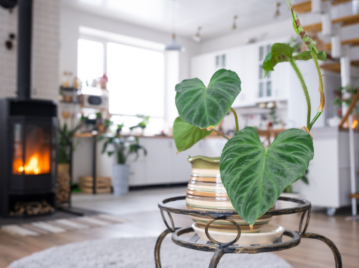 Cómo cuidar tus plantas en ambientes calefaccionados