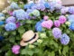 Hortensias: la guía definitiva para cambiar el color de sus flores
