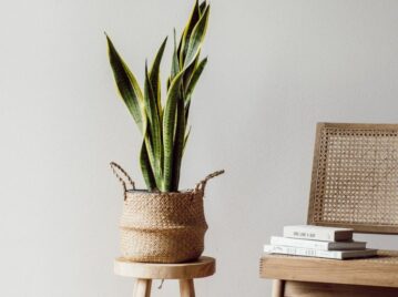 Feng Shui: dónde poner una sansevieria para atraer la buena suerte