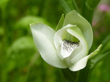 Manual de Jardinería: Orquídea de Talar, la flor emblema de la Ciudad Autónoma de Buenos Aires