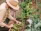 Manual de Jardinería: 4 recetas de purines para controlar las plagas que atacan las huertas