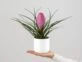 Pluma rosa: la original planta que es tendencia deco