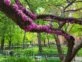 Algarrobo loco: el 'árbol del amor' que enamora con sus flores rosas