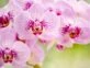 Orquídeas: el truco definitivo para 'revivirlas'