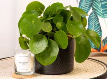 Pilea peperomioides: la planta más top para tener en casa