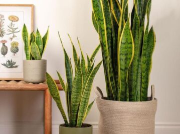 Sansevieria: trucos caseros y naturales para acelerar su crecimiento